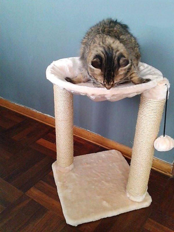 Rascador Para Gatos Mascotas Modelo Isabel goofertas
